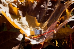 web_5D2_2674